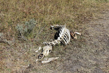 An animal skeleton lies in the grass beside a trail, possibly the remains of a deer. A stark reminder of the natural cycle of life and death.
