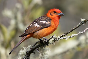 Flame-colored Tanager (Piranga bidentata) in Costa Rica – Bird Wildlife Photography
