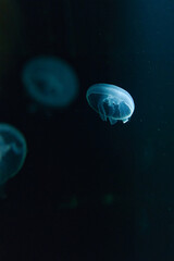 水に浮かぶクラゲ