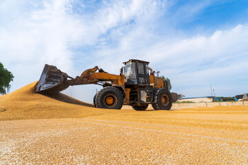Obraz premium The farmers use a loader to pile up the mature wheat.