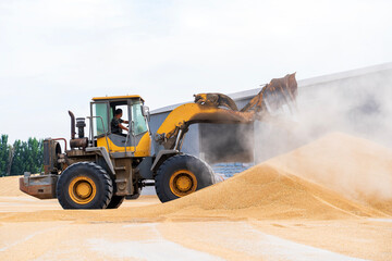 The farmers use a loader to pile up the mature wheat.