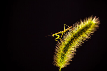 On the dogtail grass is a mantis