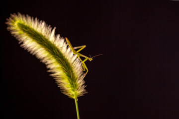 On the dogtail grass is a mantis