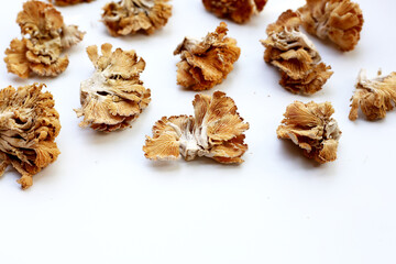 Splitgill mushroom or schizophyllum commune mushroom