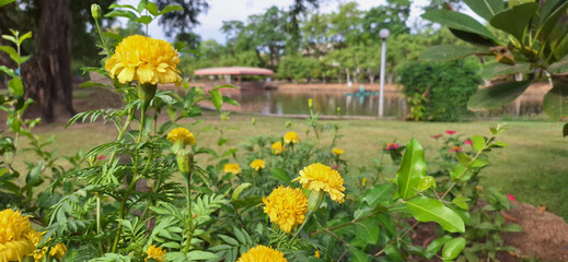 yellow flowers in the garden