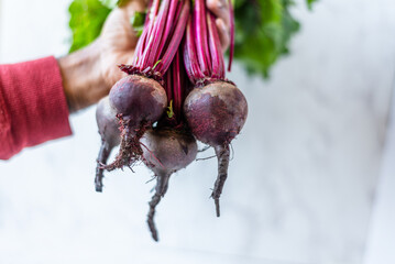 Chef holds a bunch of freshly harvested beetroots, showcasing their vibrant deep red color and healthy green leaves