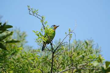 Psilopogon nuchalis perched high in a tree in Taichung, Taiwan