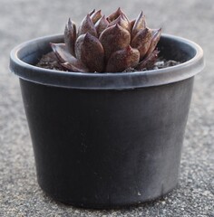 Echeveria 'Blood Maria' mature succulent plant
