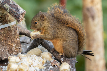 Red-tailed Squirrel (Sciurus granatensis) in Costa Rica – Wildlife Photography