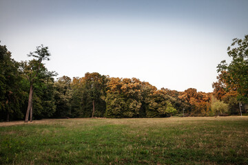 Wide panorama of a grassy clearing bordered by mature forest in Serbia. Evening light warms the treetops and a pale sky opens above the meadow, presenting calm natural space for recreation and walks.