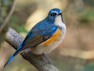 深い藪の奥で周りを見渡しているルリビタキの雄のクローズアップ