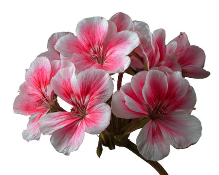 Pink and White Geranium Flowers on Transparent Background, PNG