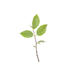 Fototapeta premium Fresh green leaves on a small plant branch, perfectly isolated against a pure white background, symbolizing new growth and natural vitality.