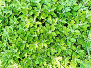 イソギクの葉のクローズアップ