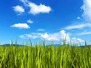 イネの葉のクローズアップと爽やかな青空