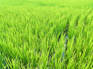 田園に植えられたイネの葉