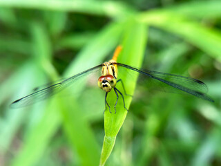 ササの葉で羽を休めるトンボのクローズアップ
