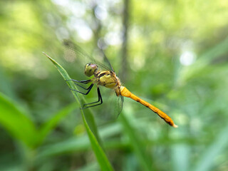 ササの葉にとまるトンボのクローズアップ