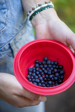 Hand holding a bowl of  fresh picked wild huckleberries