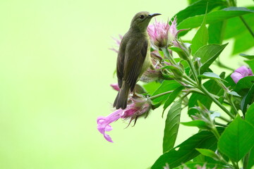 Cinnyris jugularis feeding on flower nectar in Singapore