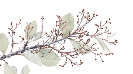 Elegant botanical close-up of a delicate branch with muted foliage and subtle berry-like elements, isolated on pristine white, offering tranquility and minimalist beauty.