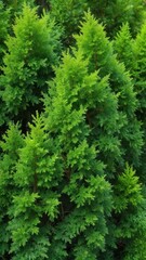 Fototapeta premium Dense foliage of green thuja tree branches forming a lush verdant layer