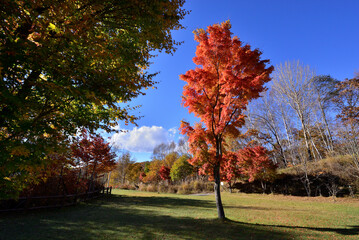 秋晴れに映える紅葉