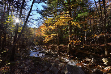 渓流の秋　