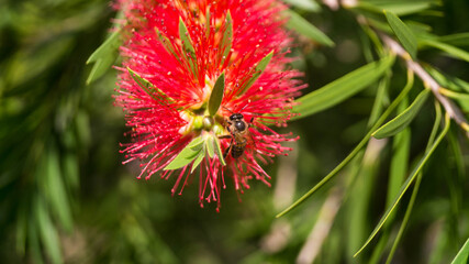 A photograph of a honey bee harvesting. Taken from Las Pinas, NCR, Philippines. 