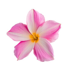 pink zephyranthes flower isolated on white background