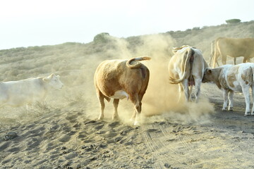 Obraz premium VACAS SUELTAS