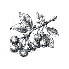 Hand drawn sketch of ripe berries on a leafy branch