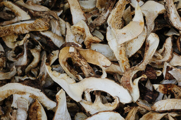 Slice wild Tricholoma matsutake mushroom in China