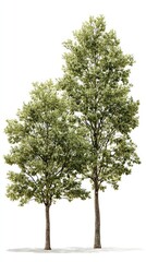 Two trees, full, light green foliage, isolated on white background