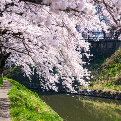Cherry blossoms blooming over canal in Japan during springtime, creating a beautiful and serene scene with reflections in the water.