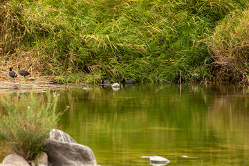 OASIS SAN ISIDRO LA PURISIMA BAJA CALIFORNIA SUR MEXICO