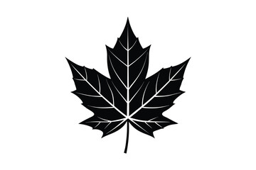 Black maple leaf silhouette isolated on white background