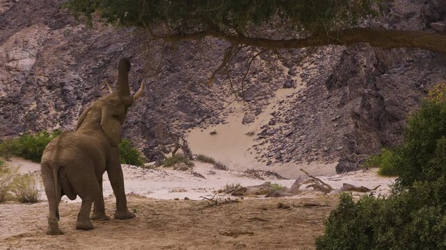 Mighty bull elephant reaches out for leaves on a tree in Namibia's Hoanib Valley. With a powerful tug, he tears off a branch, sending a piece to the ground. An imposing mountain is in the background.