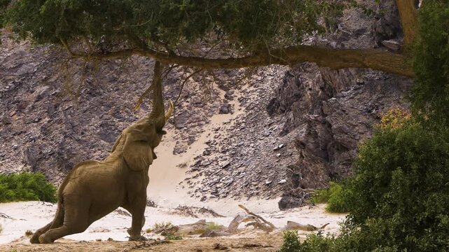 A powerful bull elephant stretches out to reach leaves on a tree in Namibia's Hoanib Valley. His weight rests on his hind legs, one foreleg dangling slightly in the air. The male's age is evident.