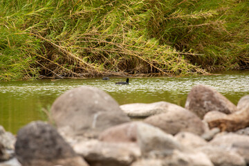 OASIS SAN ISIDRO LA PURISIMA BAJA CALIFORNIA SUR MEXICO
