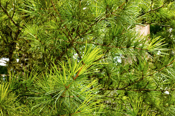 コウヤマキの葉
