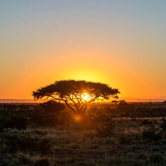 Sunrise tree silhouette