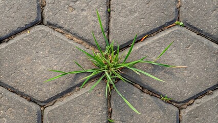 Obraz premium Crab grass or finger grass (digitaria sanguinalis), sprouting between old cracked driveway pavers