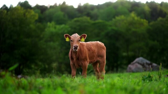 Low angle view of Aberdeen Angus beef calf with ear tags standing in pasture