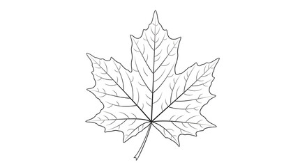 maple leaf isolated on white