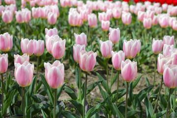 Fototapeta premium Field of blooming tulips under natural sunlight.