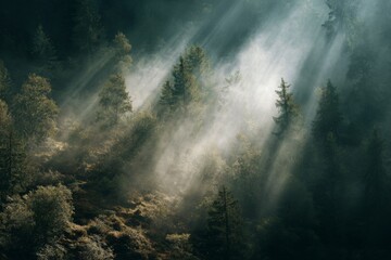 Fototapeta premium Forest clearing with a mystical light beam shining from above, creating a magical and atmospheric natural scene.