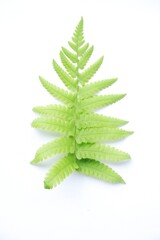 white background texture, white background, closeup, leafy, outdoor, isolated leaf, jungle, plant, environment, detail, ecosystem, fern leaf detail, flora, photosynthesis, wild, freshness, greenery, d