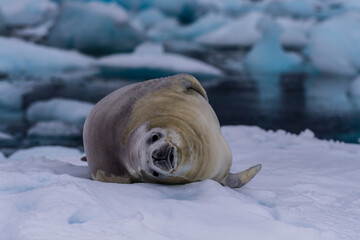 Close-up of a crabeater seal -Lobodon carcinophaga- resting on a small iceberg near the fish islands on the Antarctic peninsula © Goldilock Project