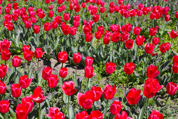 Beautiful tulip flower in the park
